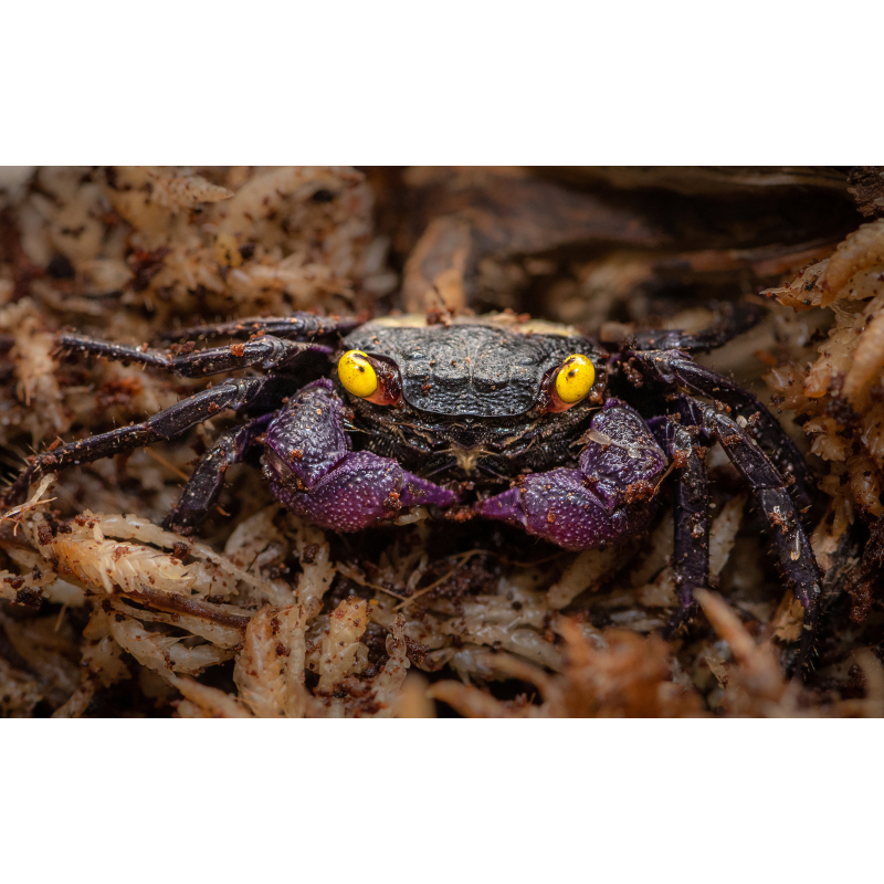 Geosesarma dennerle vampire black 3.5cm